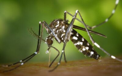 Moustique tigre