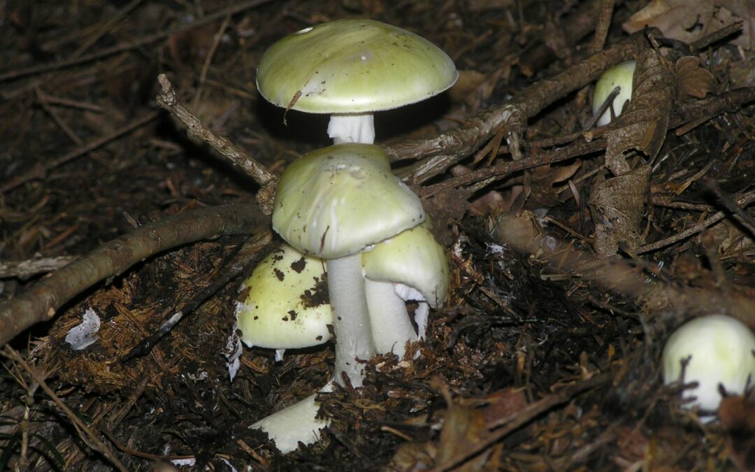 Week-end de collecte et de présentation de champignons