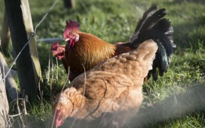 Grippe aviaire : information