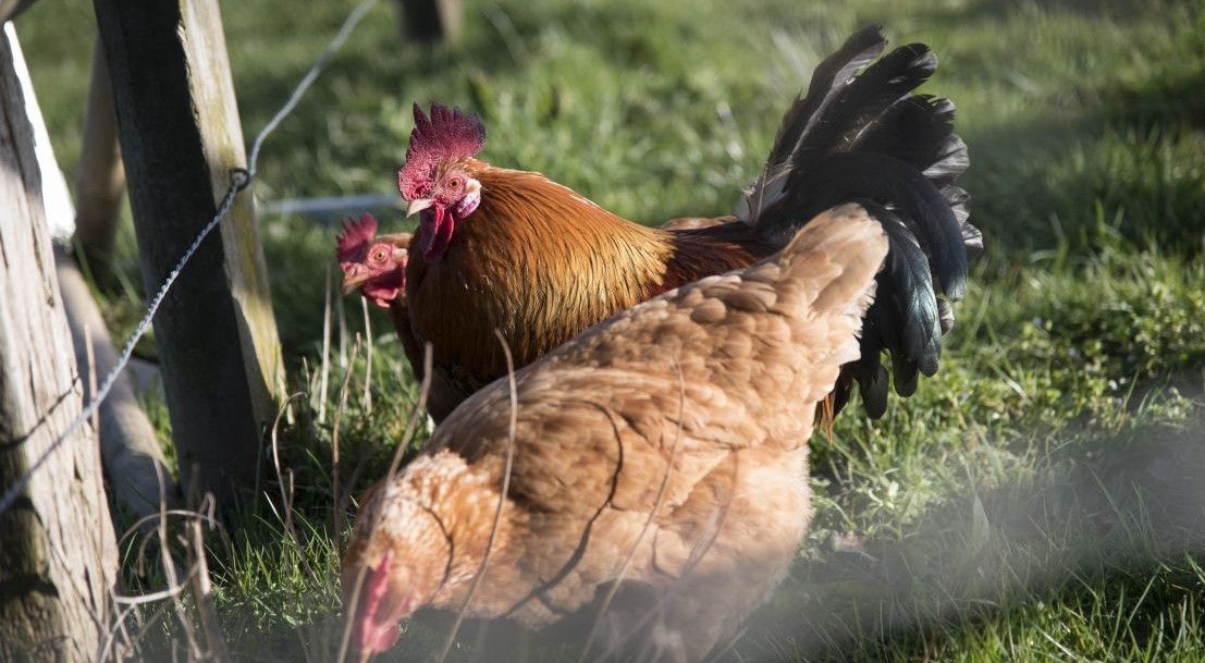 Grippe aviaire : information