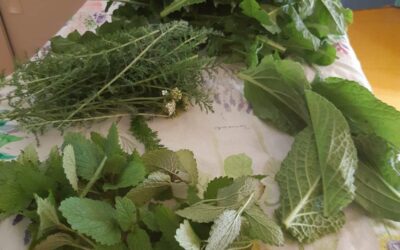 Atelier de découverte des plantes sauvages comestibles