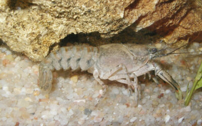 Écrevisses à pattes blanches – prospections nocturnes sur la commune